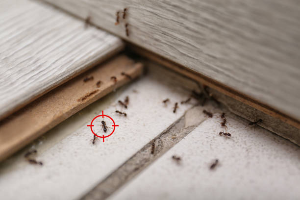 Best Commercial Pest Control Services  in St Croix Falls, WI