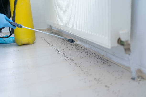 Best Emergency Pest Control  in St Croix Falls, WI